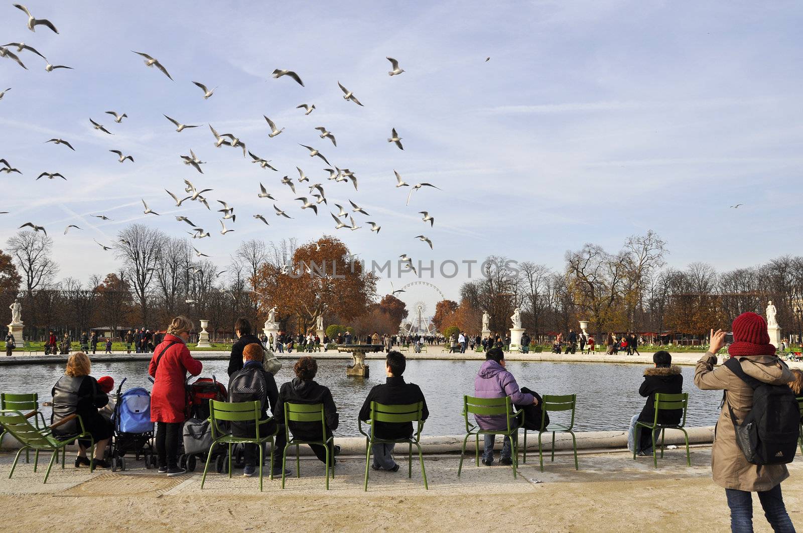 Seagulls flying over the Tuileries Gardens in autumn, Paris, France