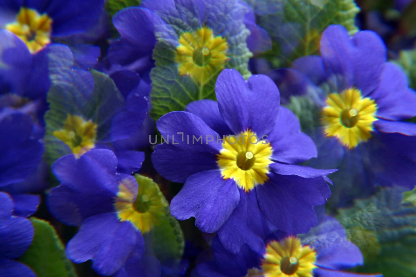 Primula flowers