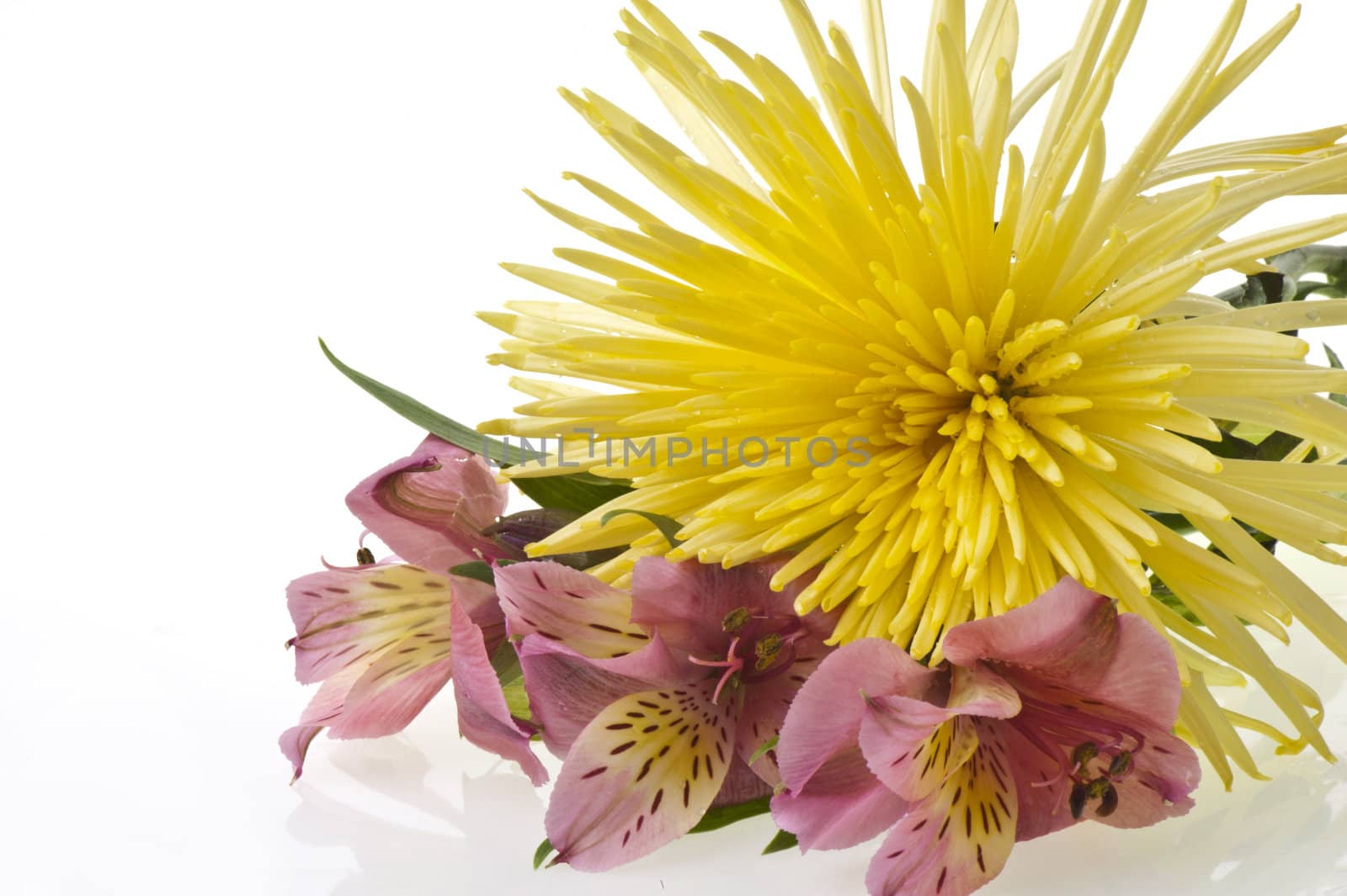 Composition of flowers on a white background
