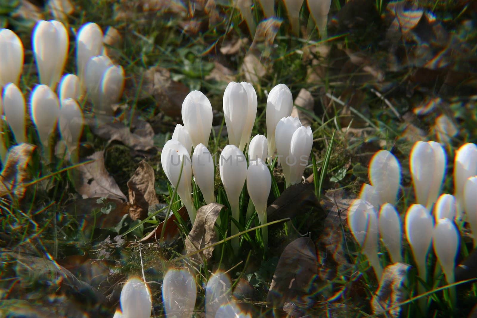 White crocus