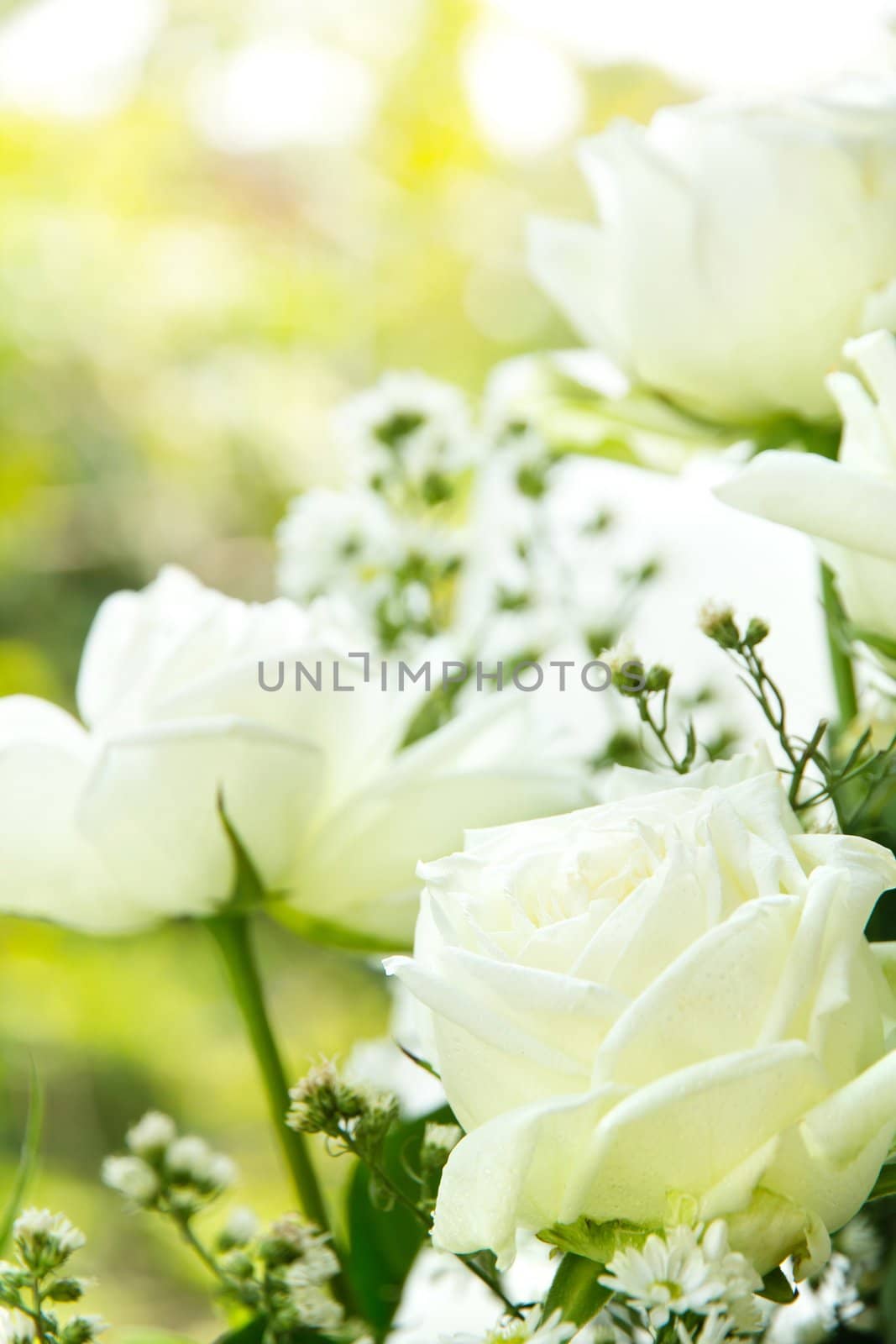 Close up of white rose background by ponsulak