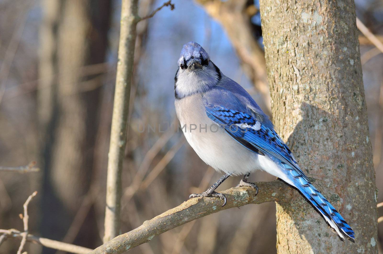 A blue jay perched on a tree branch.