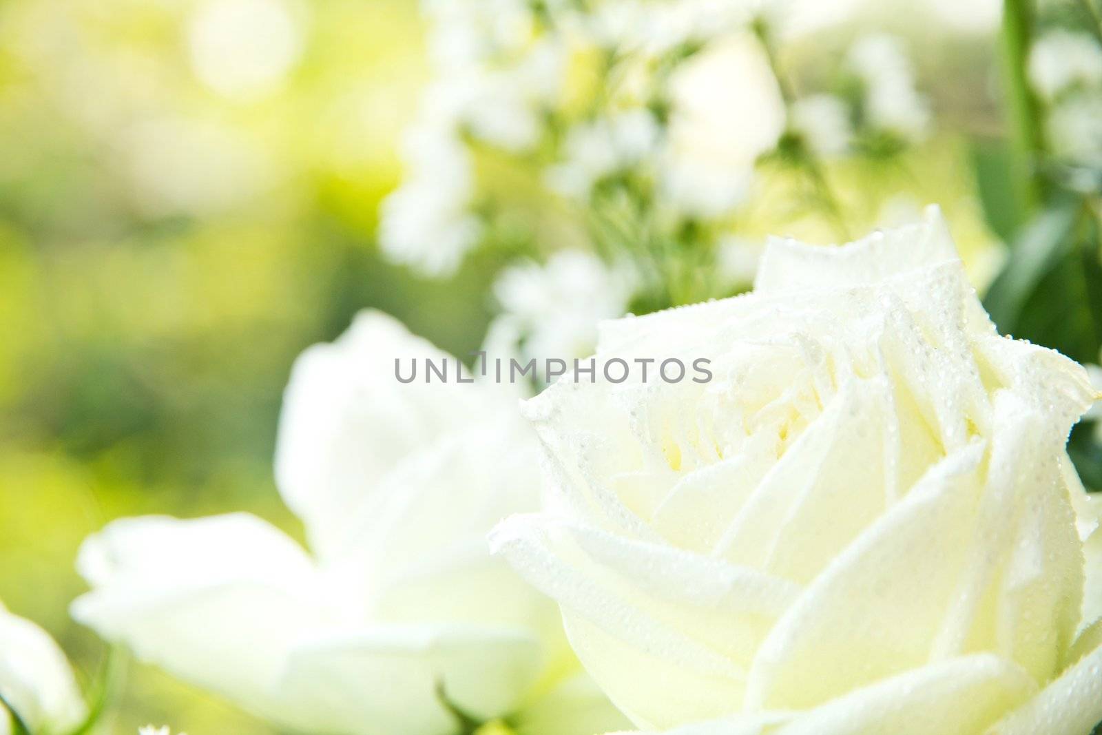 White roses background by ponsulak