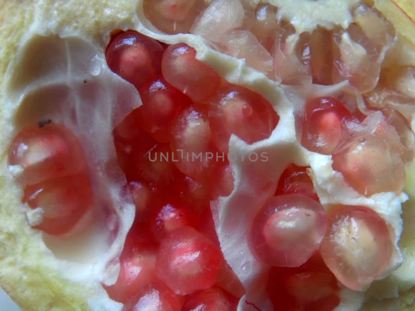 Pomegranate