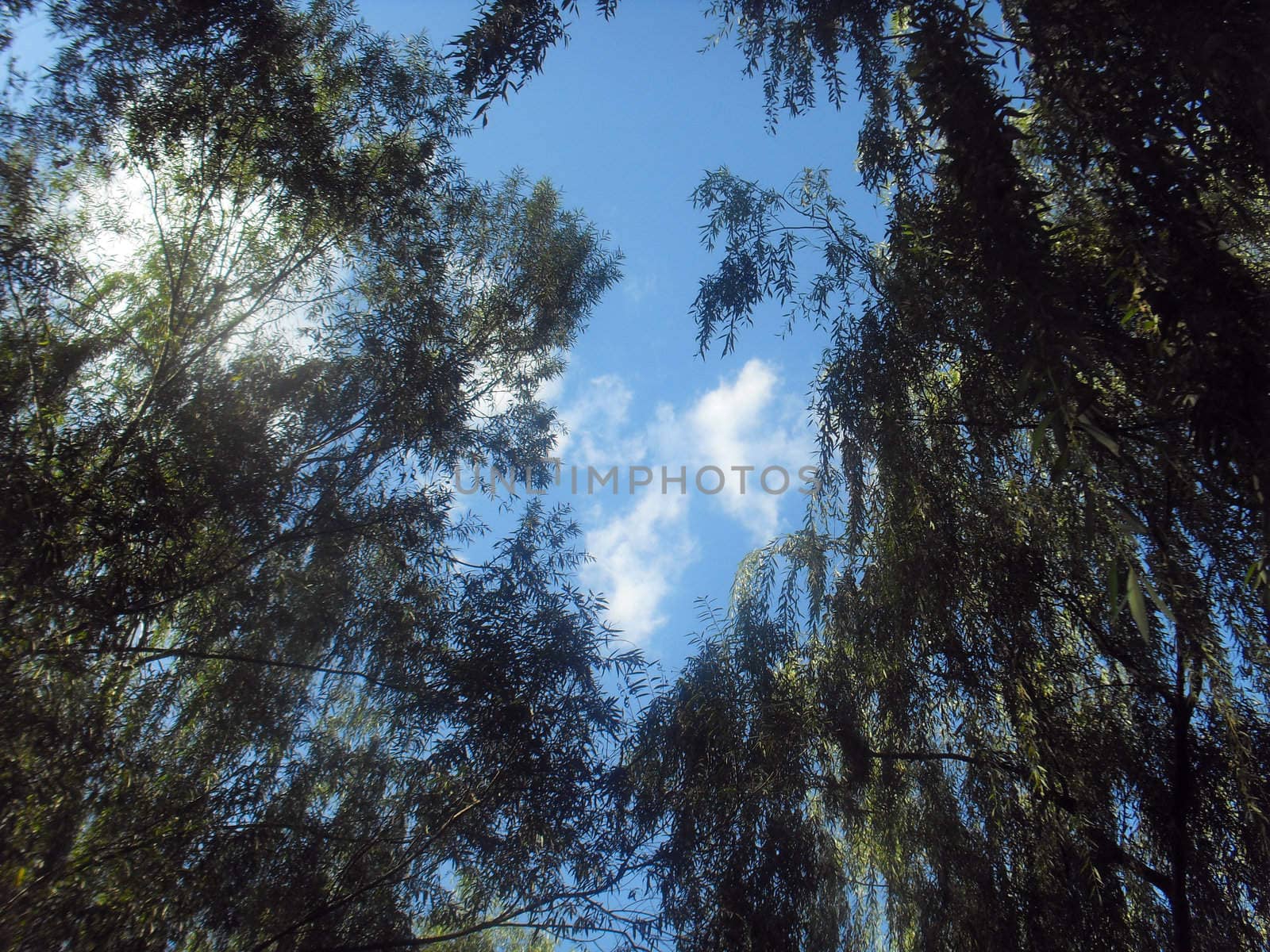 From the forest to see the sky