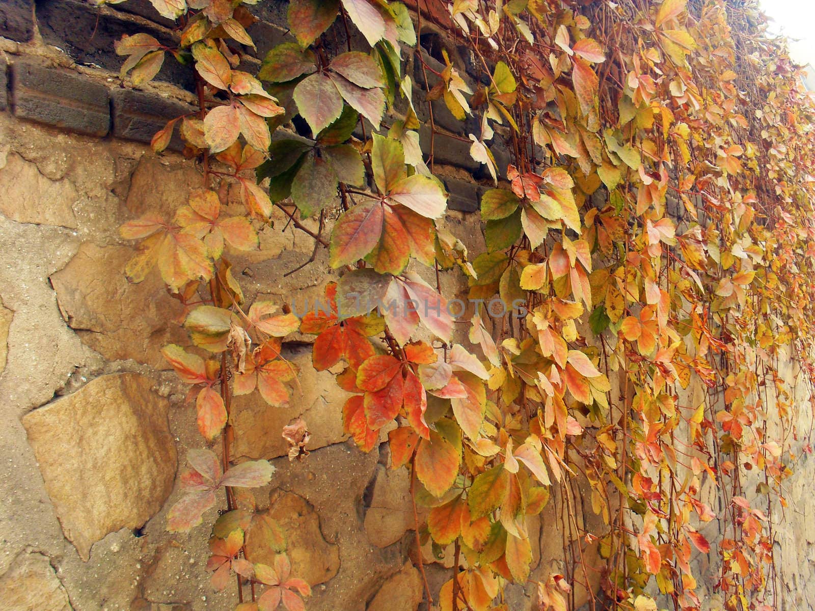 The wall of yellow leaves in autumn