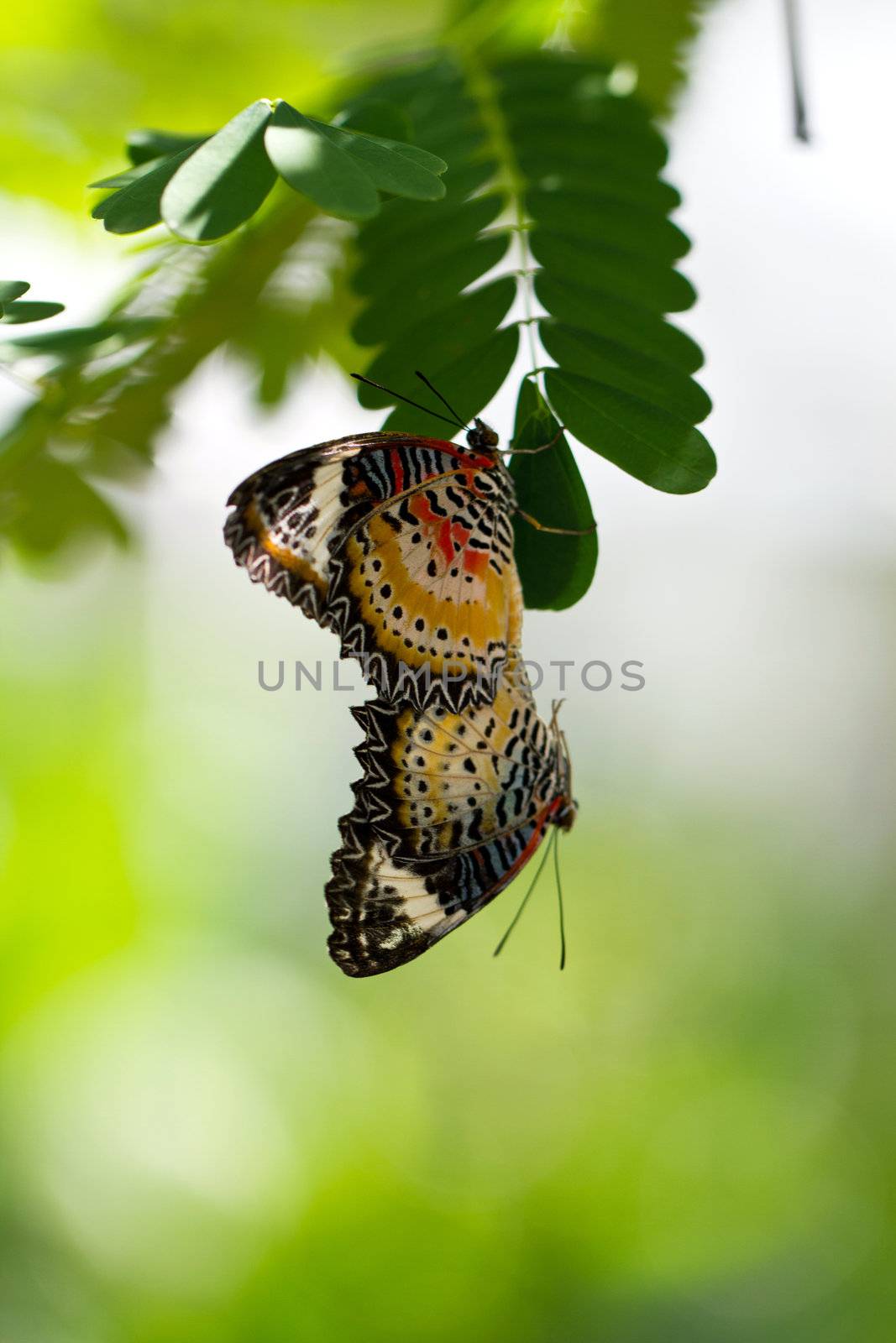 butterflies mating and hanging from the green leaves