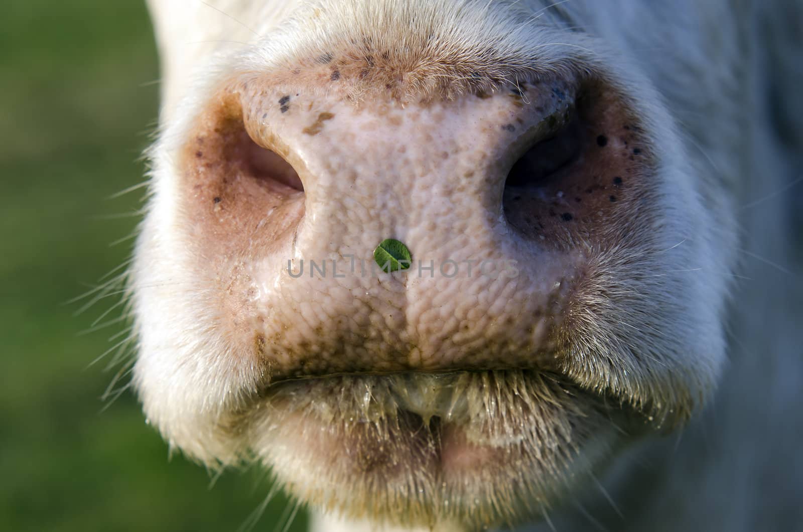 a cow nose close-up
