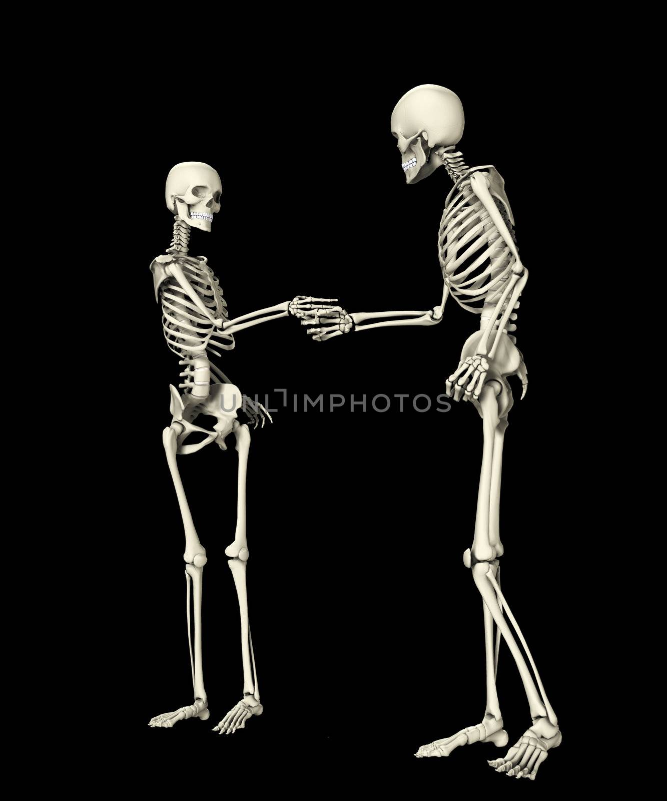 Pair of skeletons shaking hands when meeting each other.
