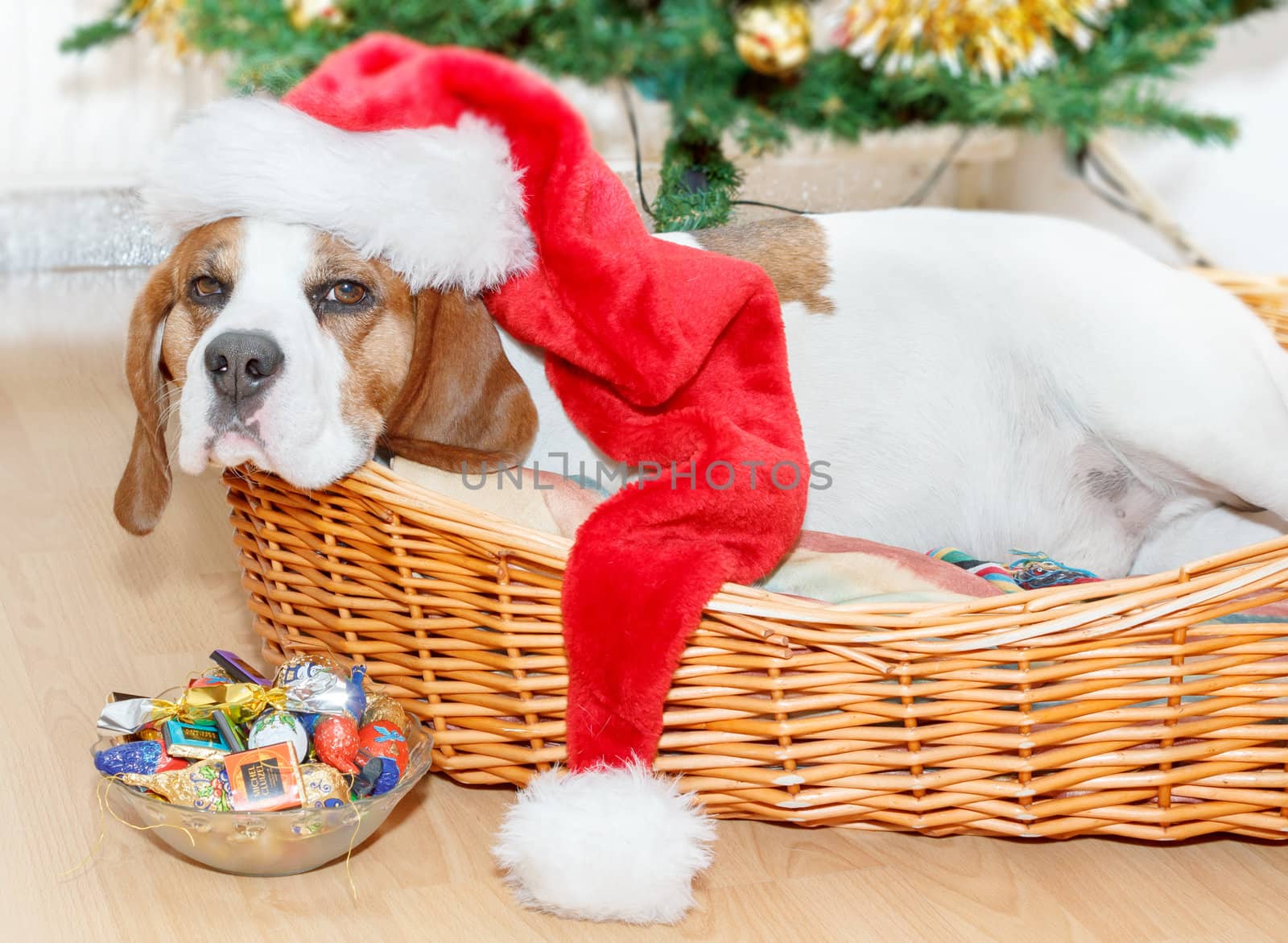 sleeping dog weared to to red santa hat with christmas tree in background