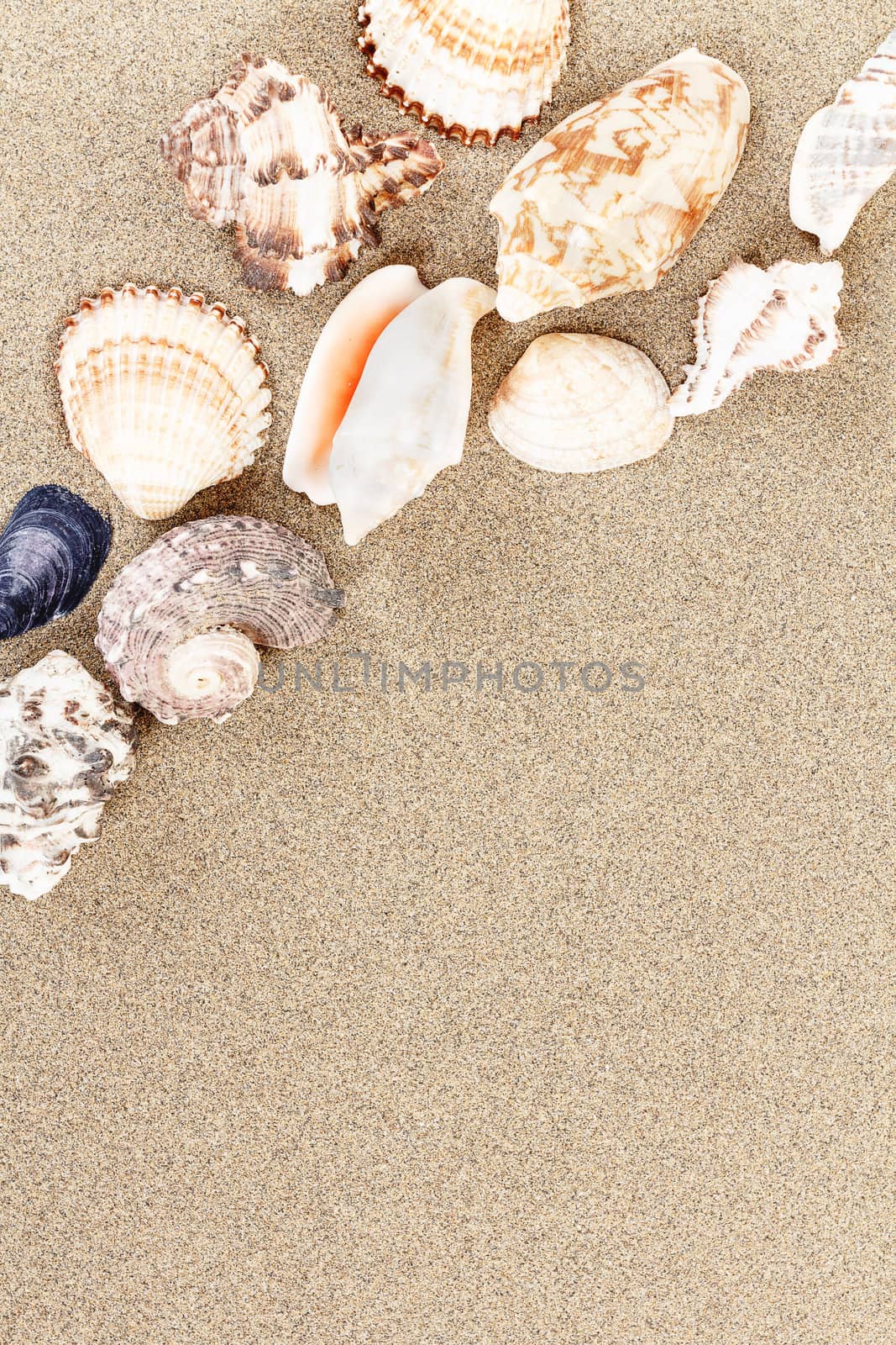 sea shells with sand as background or backdrop