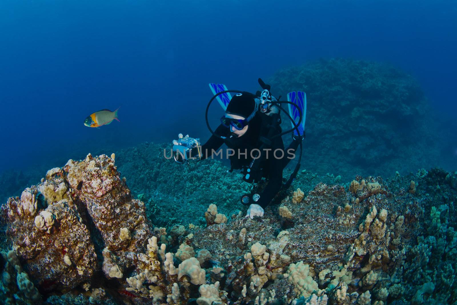 Scuba Diver taking a shot of the Reef by KevinPanizza