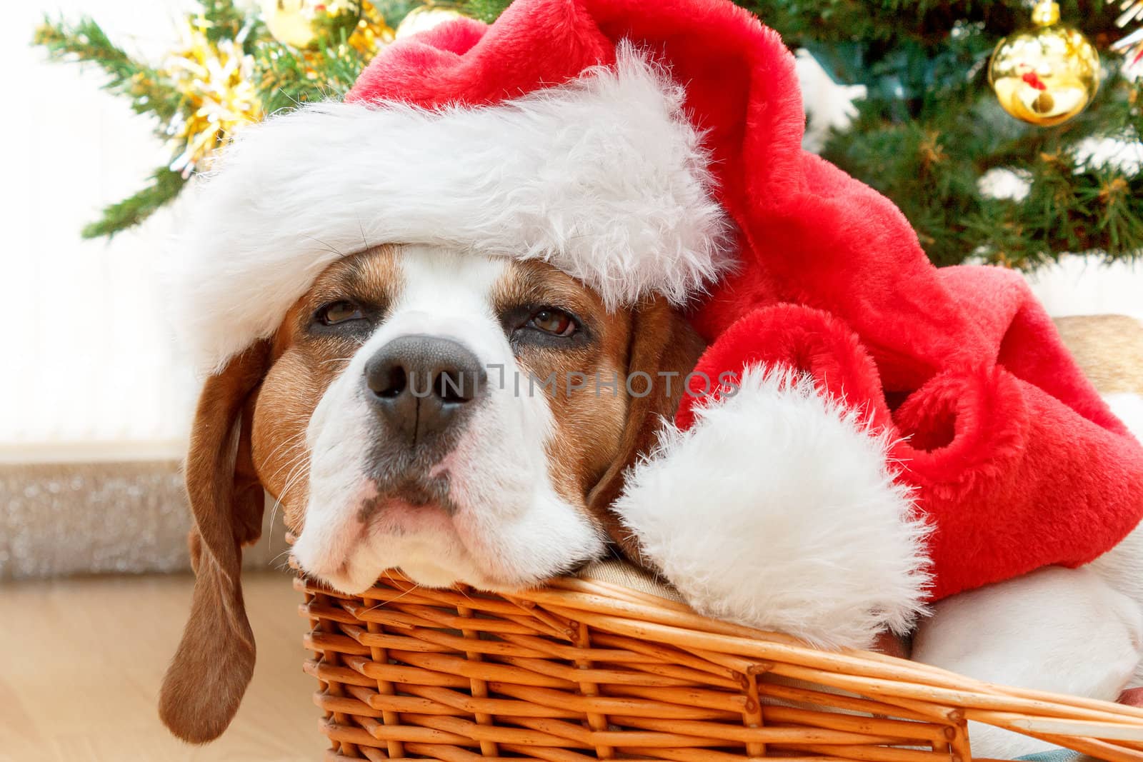 sleeping dog weared to to red santa hat with christmas tree in background
