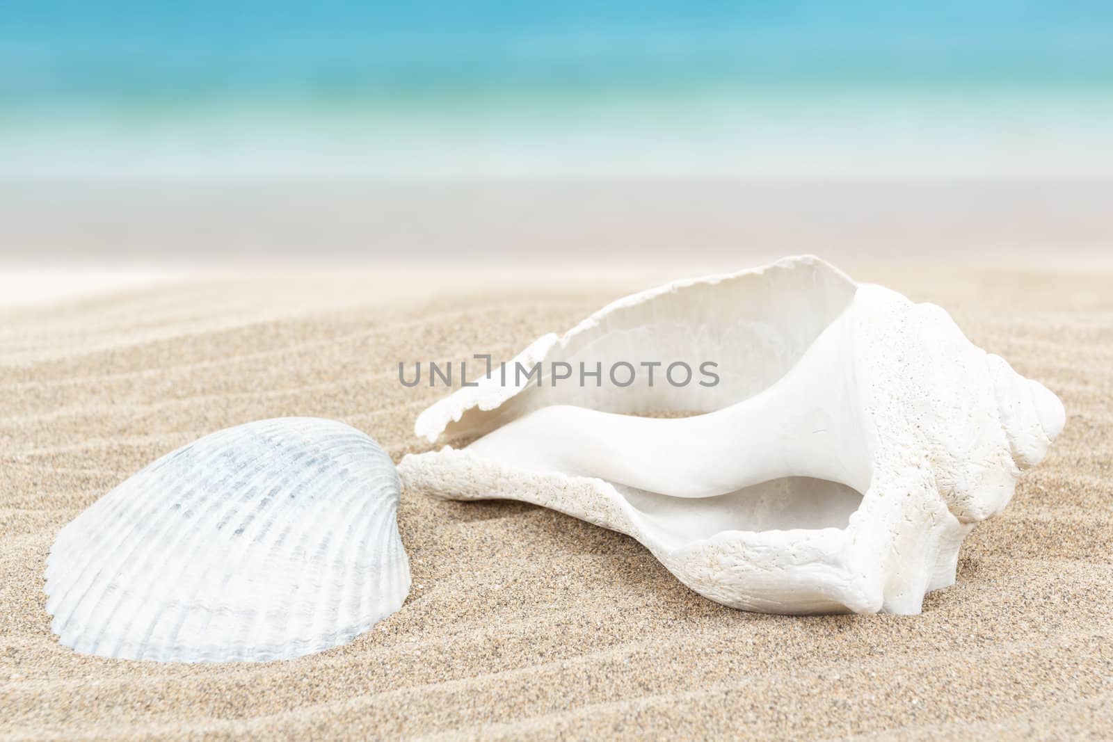 two white seashell in sand with blue blurry background