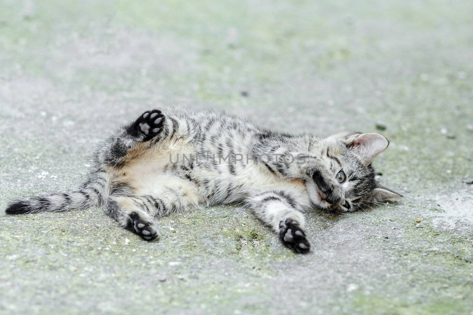 lying small baby cat, rural scene, shallow focus