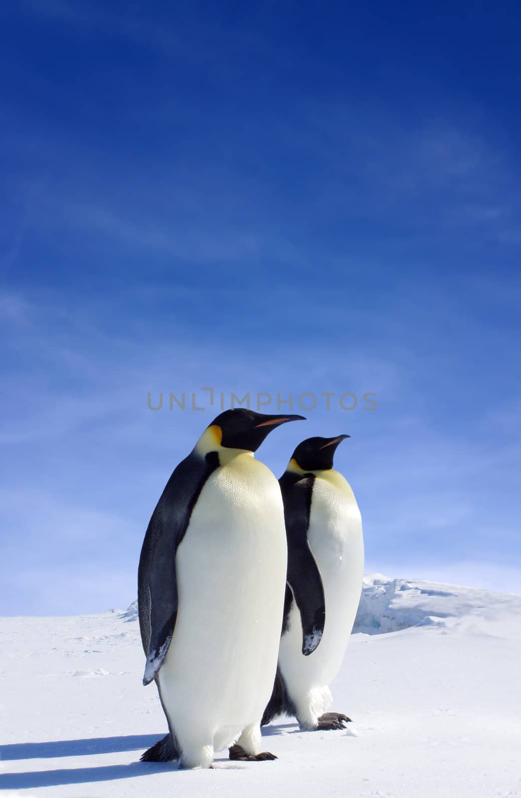 Penguins by Djust