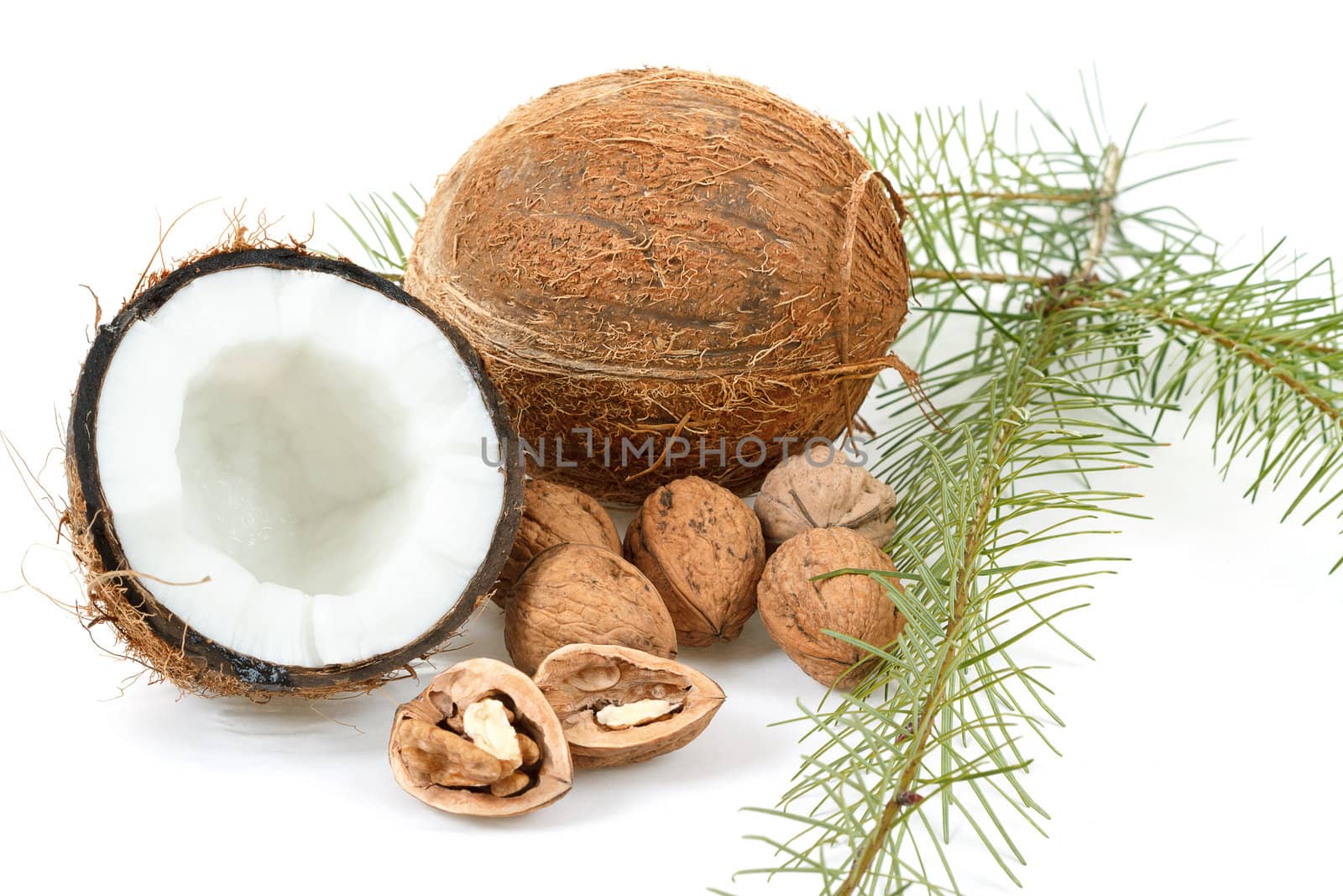Coconut and walnut on white background with pine twig