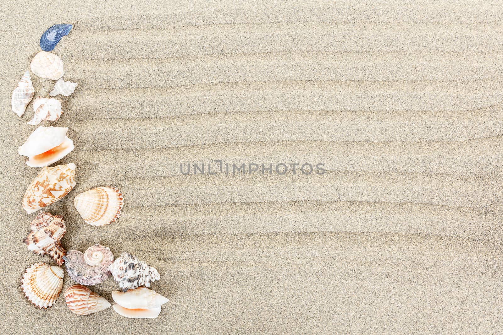 sea shells with sand as background or backdrop