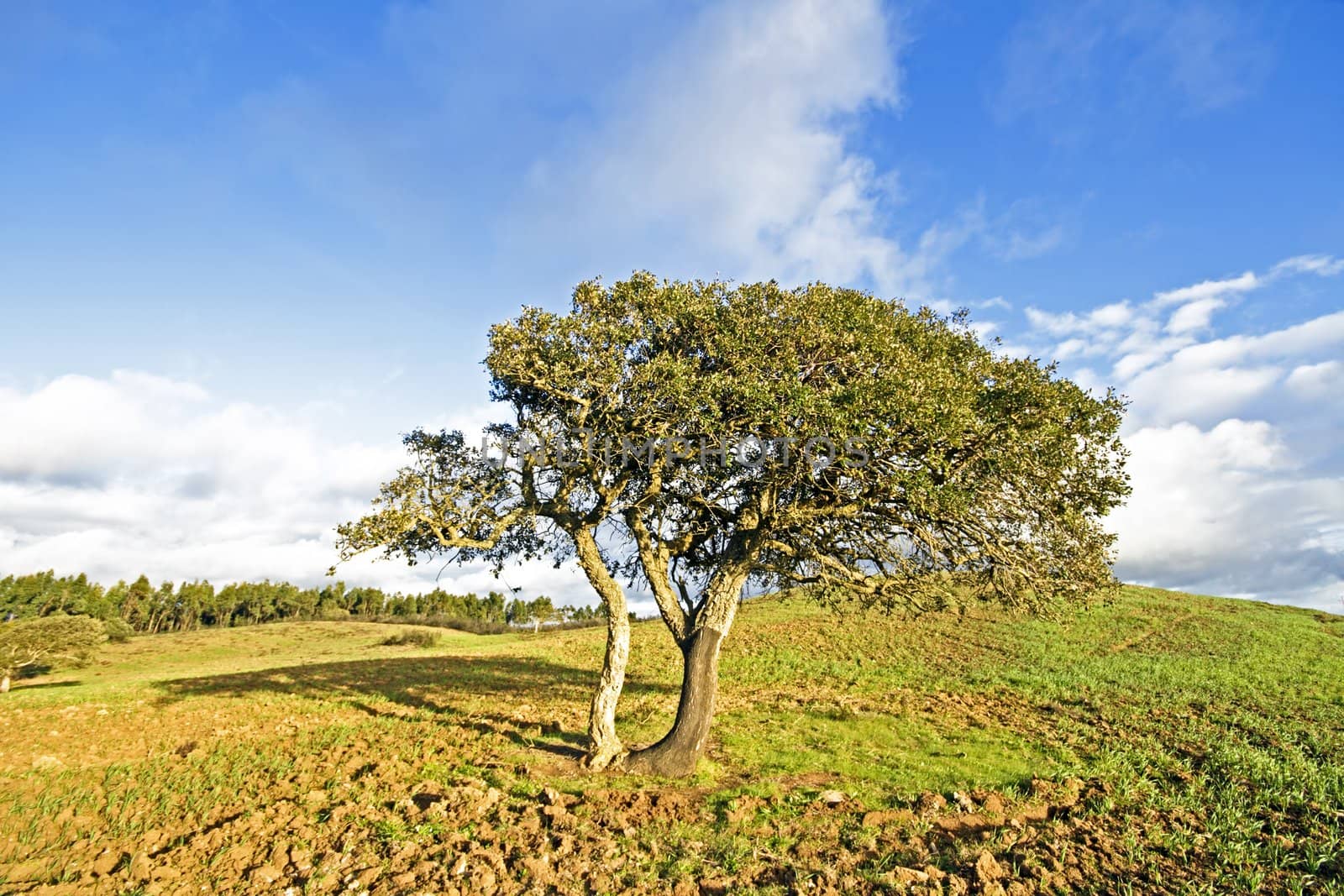 Corktree in the countryside from Portugal