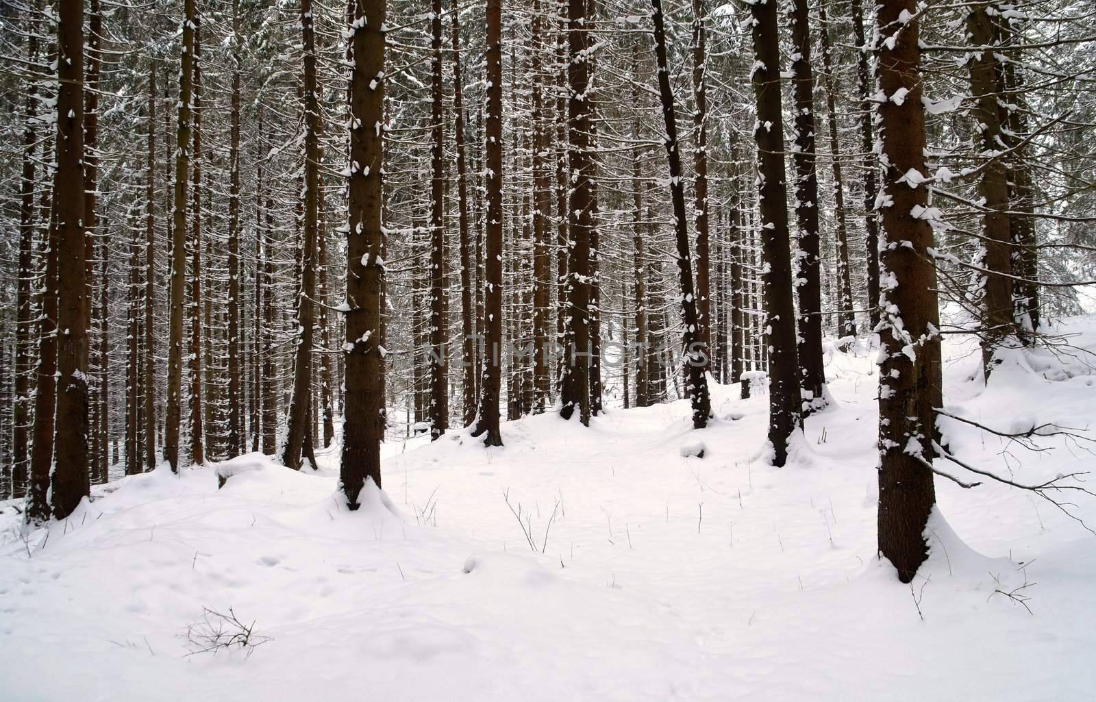 snowy dense spruce forest somewhere in the north