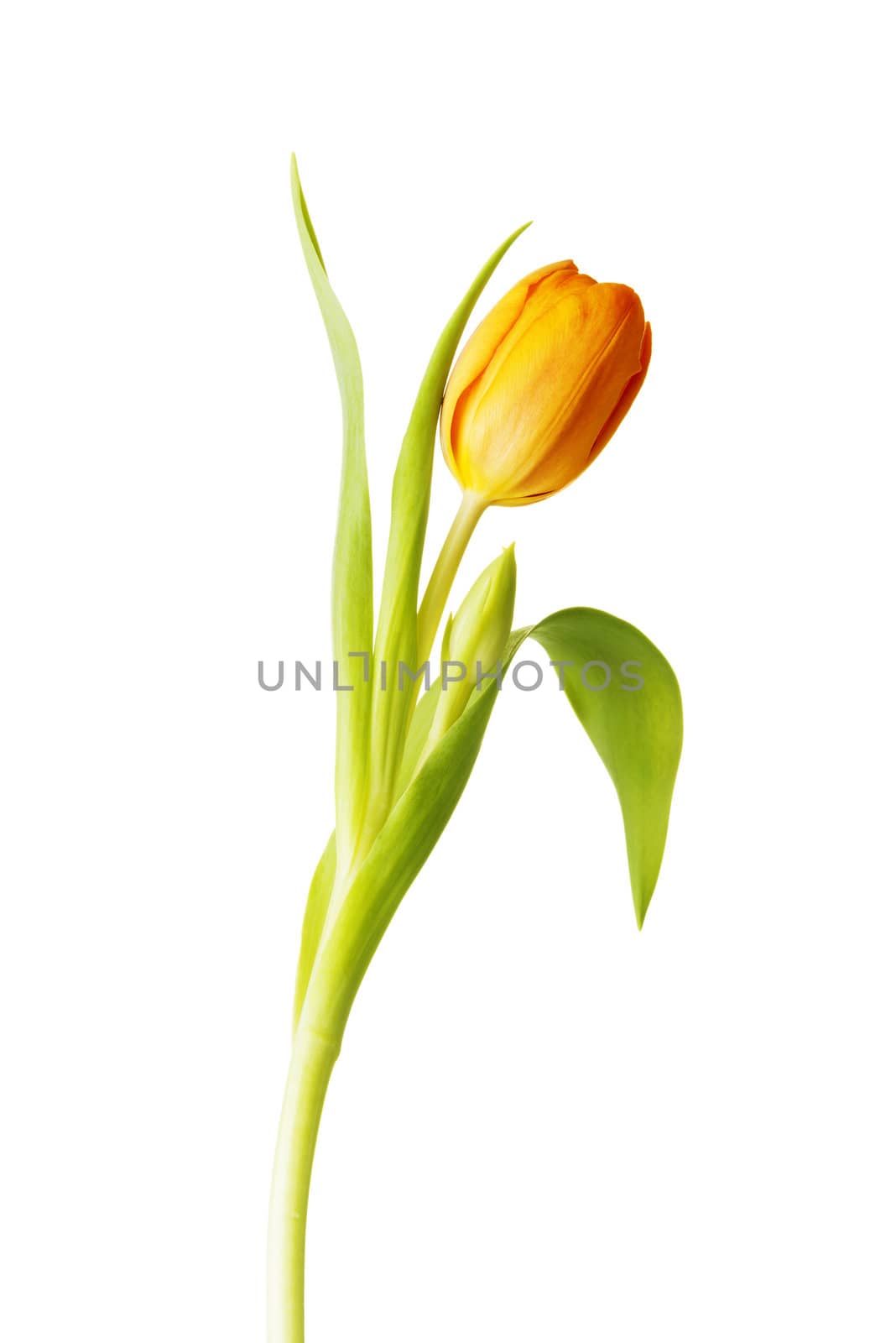 Tulip by BDS