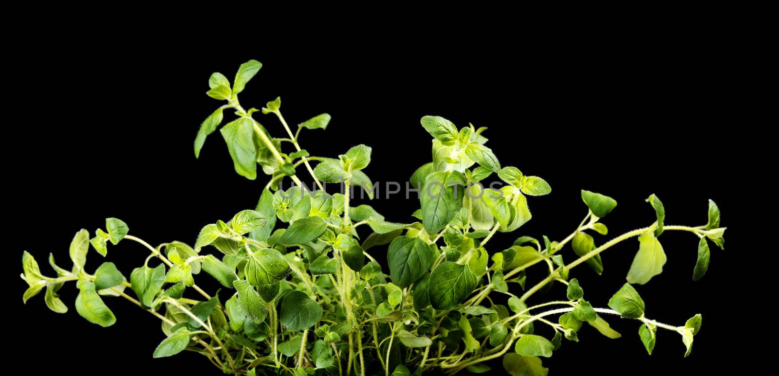 Oregano by BDS