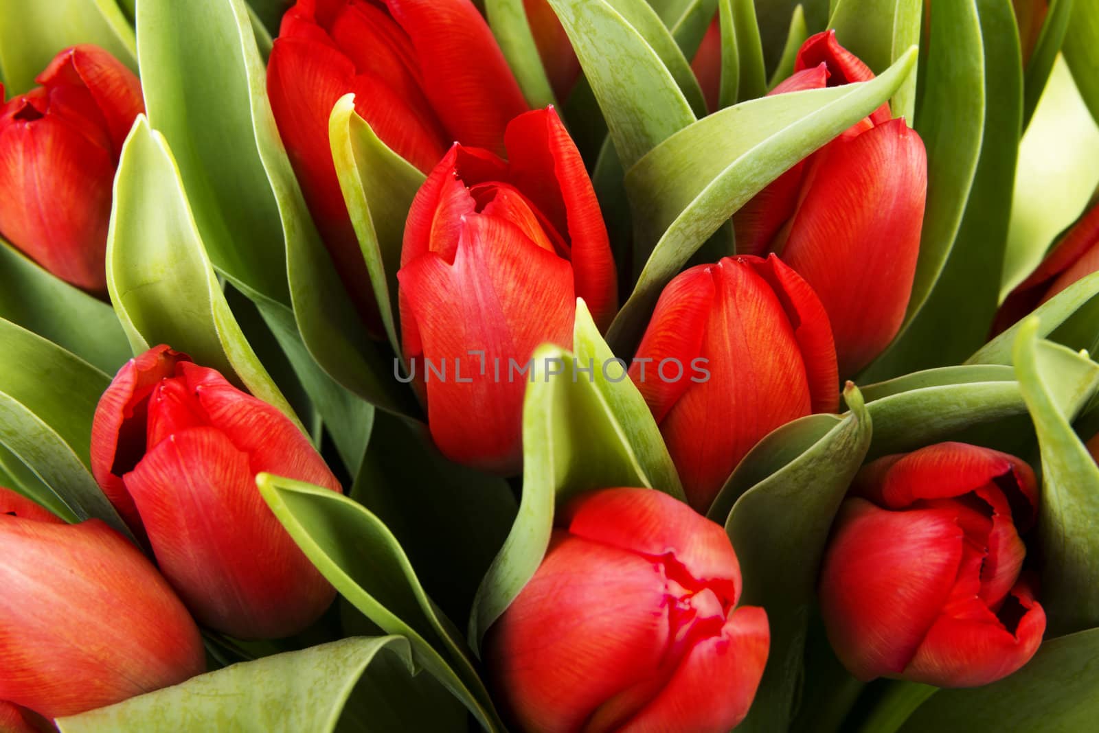Red tulips by BDS