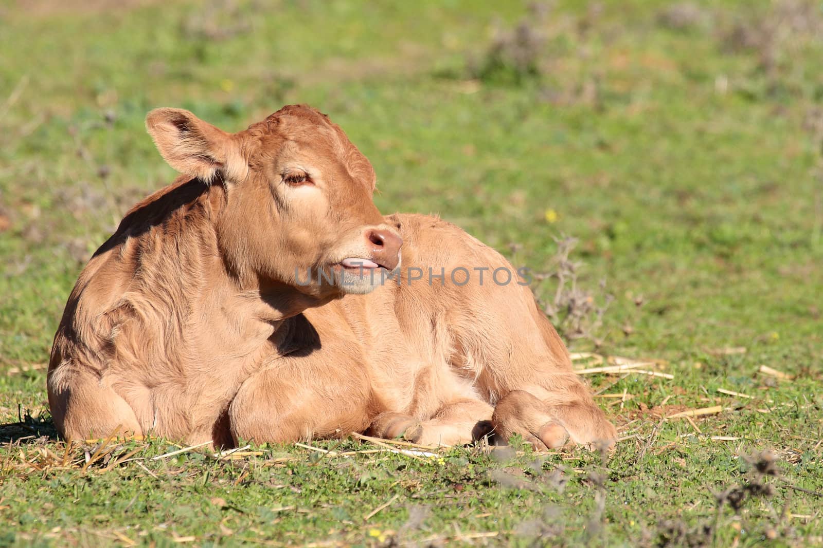 eating boiled beef lying horizontal green