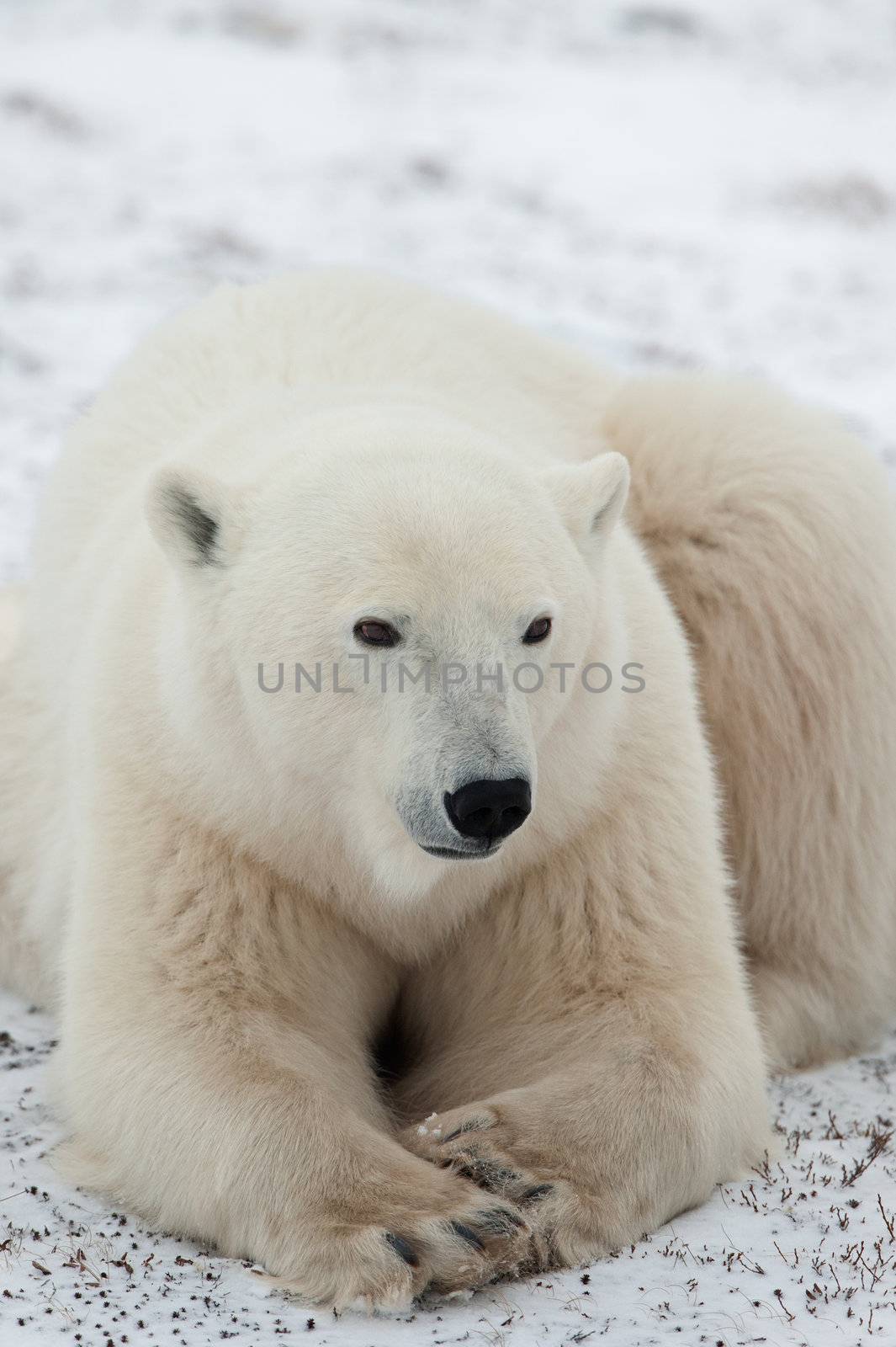 Portrait of a polar bear. Close up a portrait of a polar bear. 