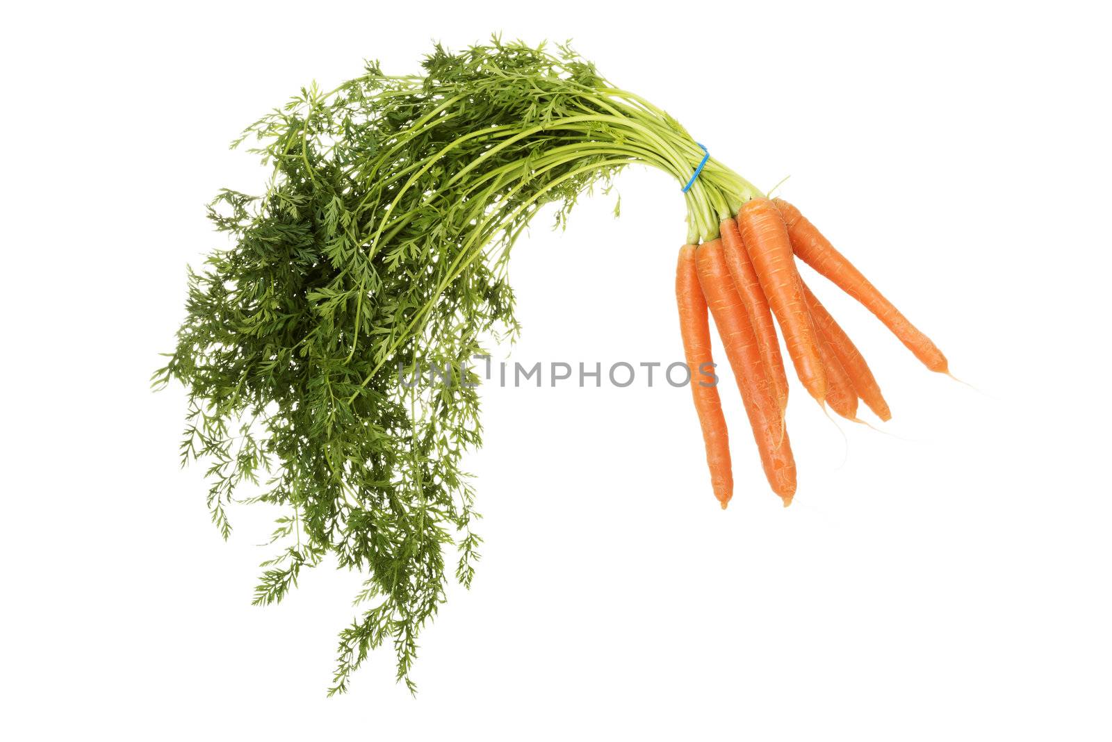 Bunch of carrots by BDS