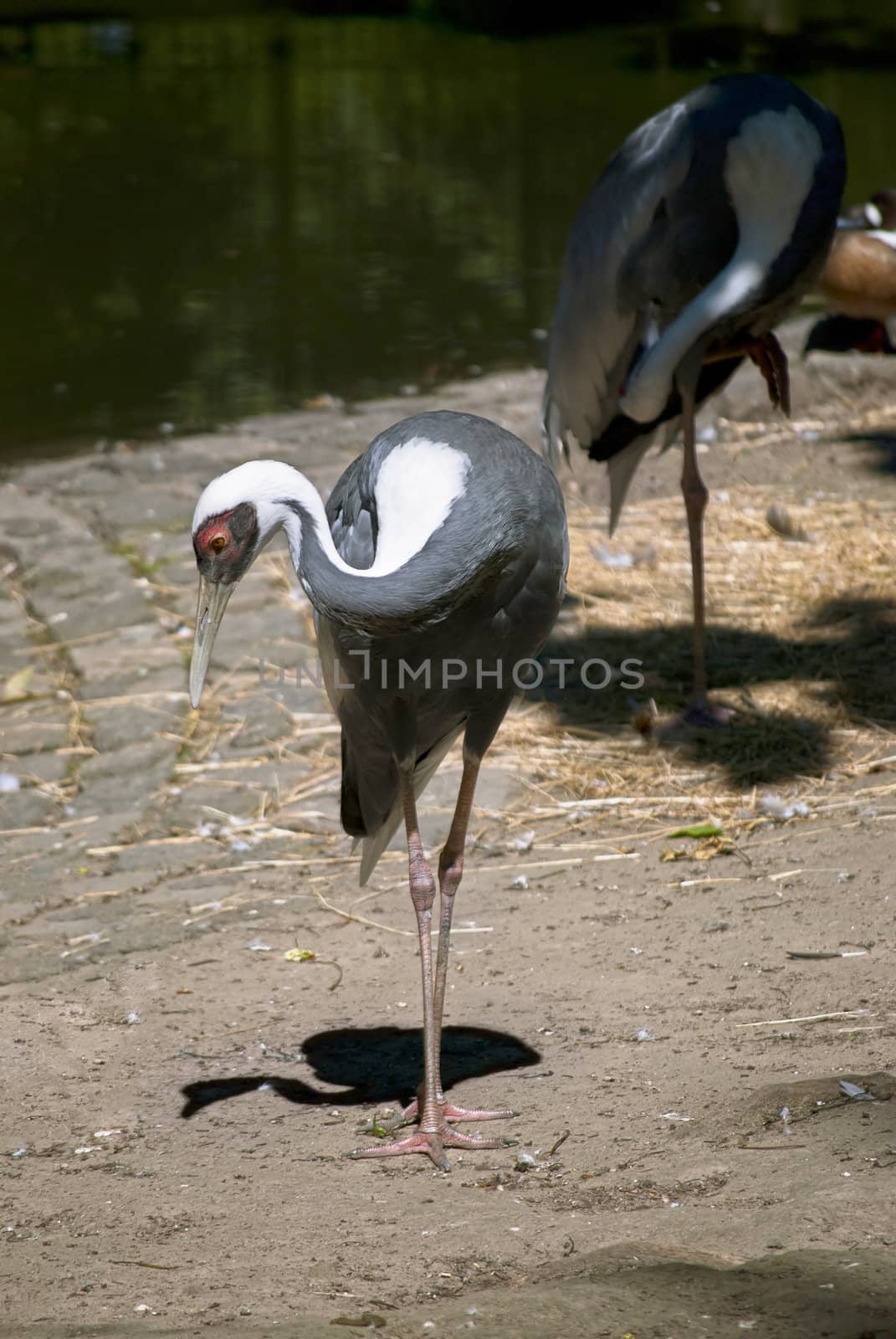 Couple of white-naped cranes (Grus vipio) near the lake, sunny day