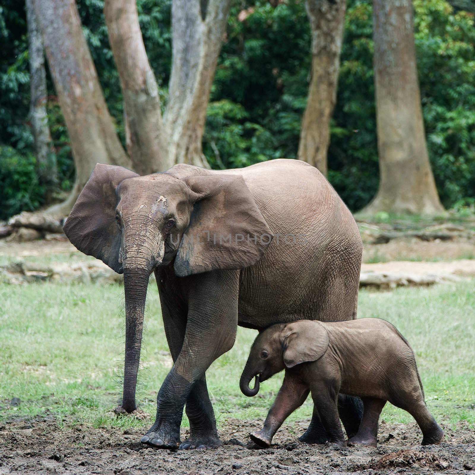 The kid the elephant calf with mum. by SURZ