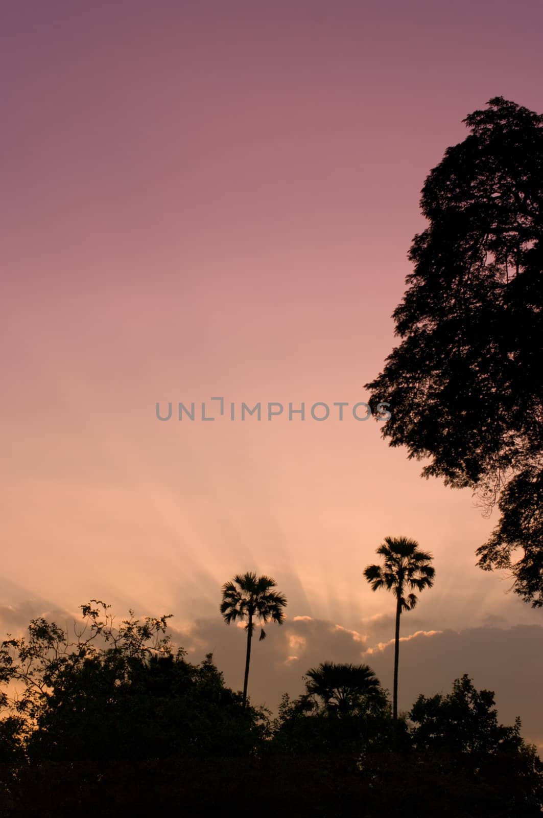 Sunrise sky with tree silhouette, Nice nature light