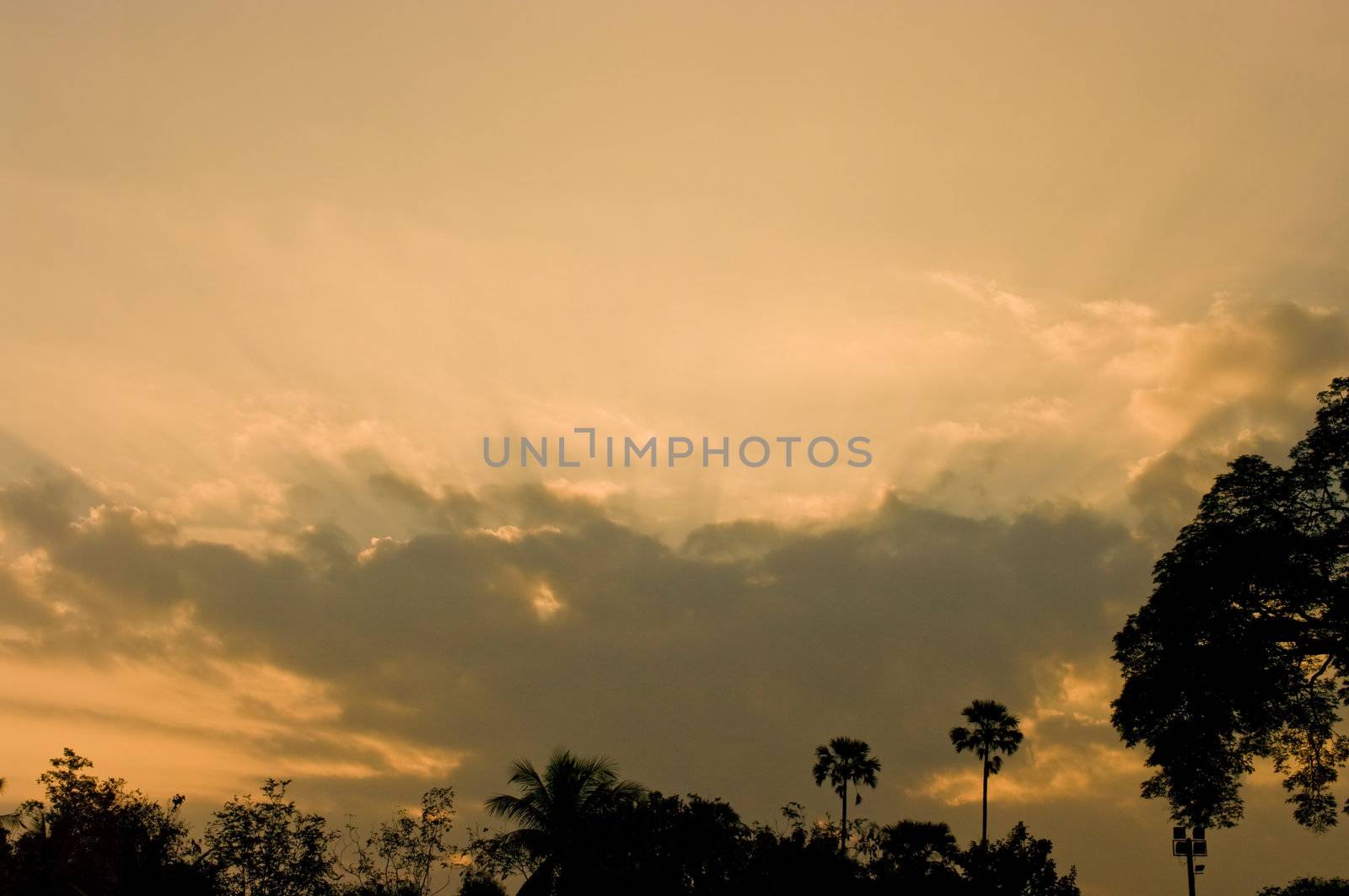 Sunrise sky with tree silhouette