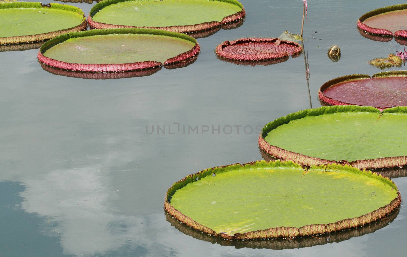 Royal water lily in pond