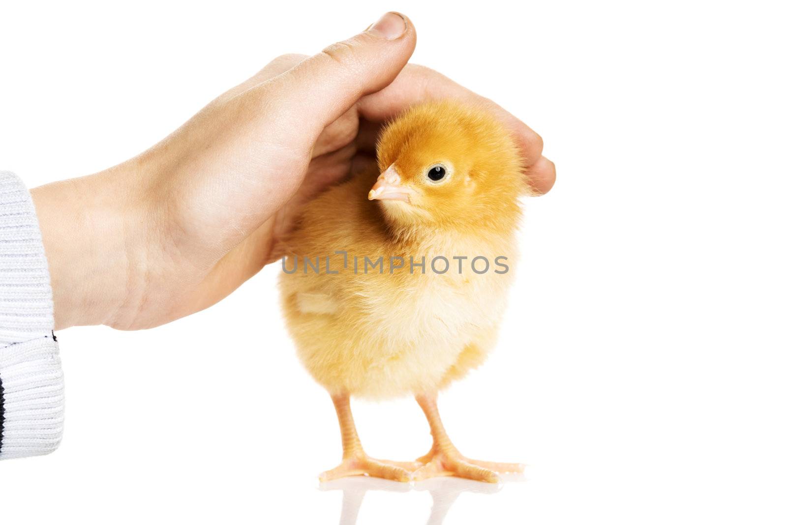 Kid pet little chicken