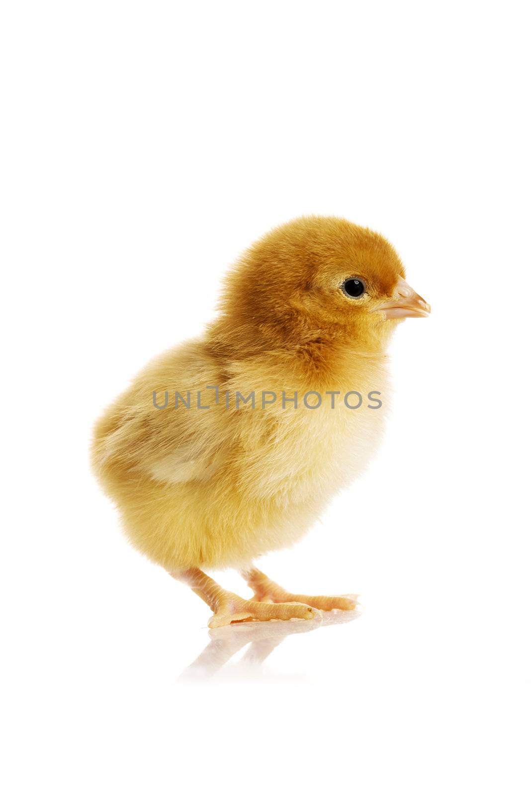 Little chicken by BDS