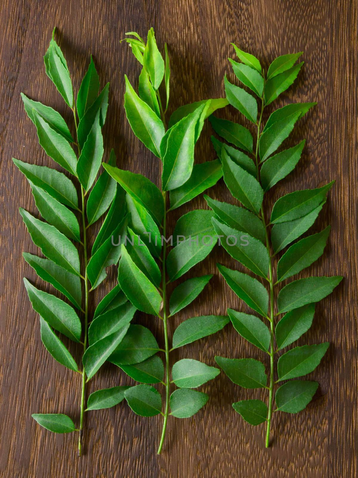 close up of fresh indian curry leaves