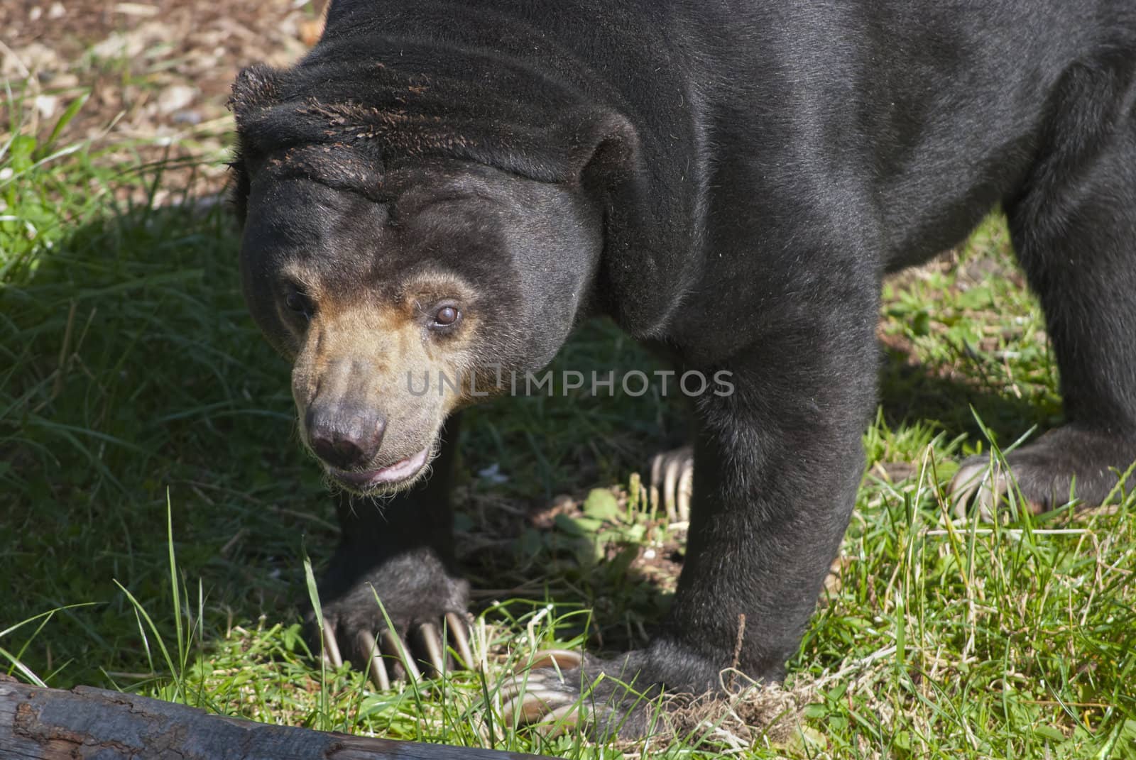 The sun bear (Ursus malayanus), or honey bear, on green grass background