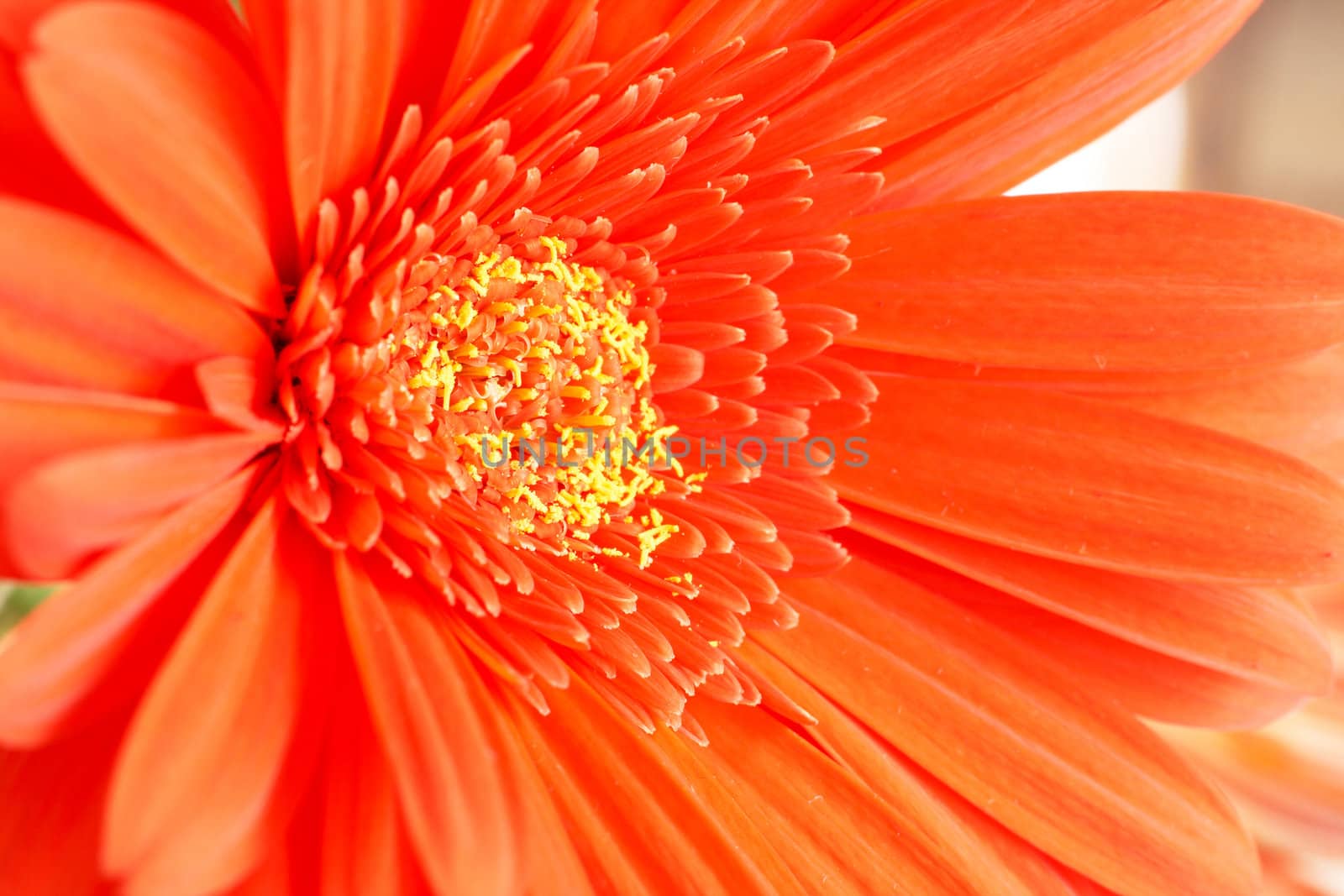 Red gerber daisy closeup. Shallow depth of field