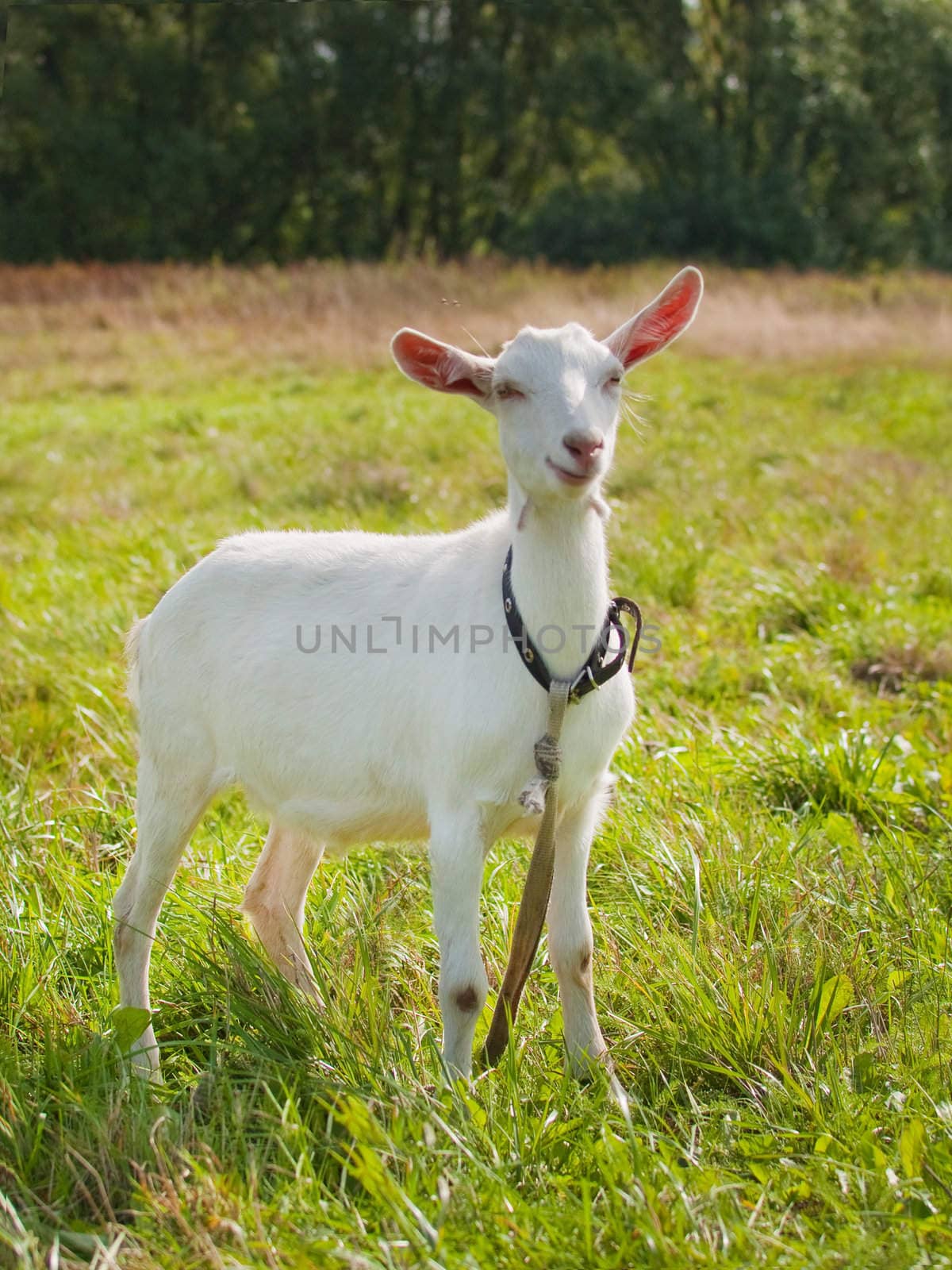 Young goat on green grass background on bright sunny day