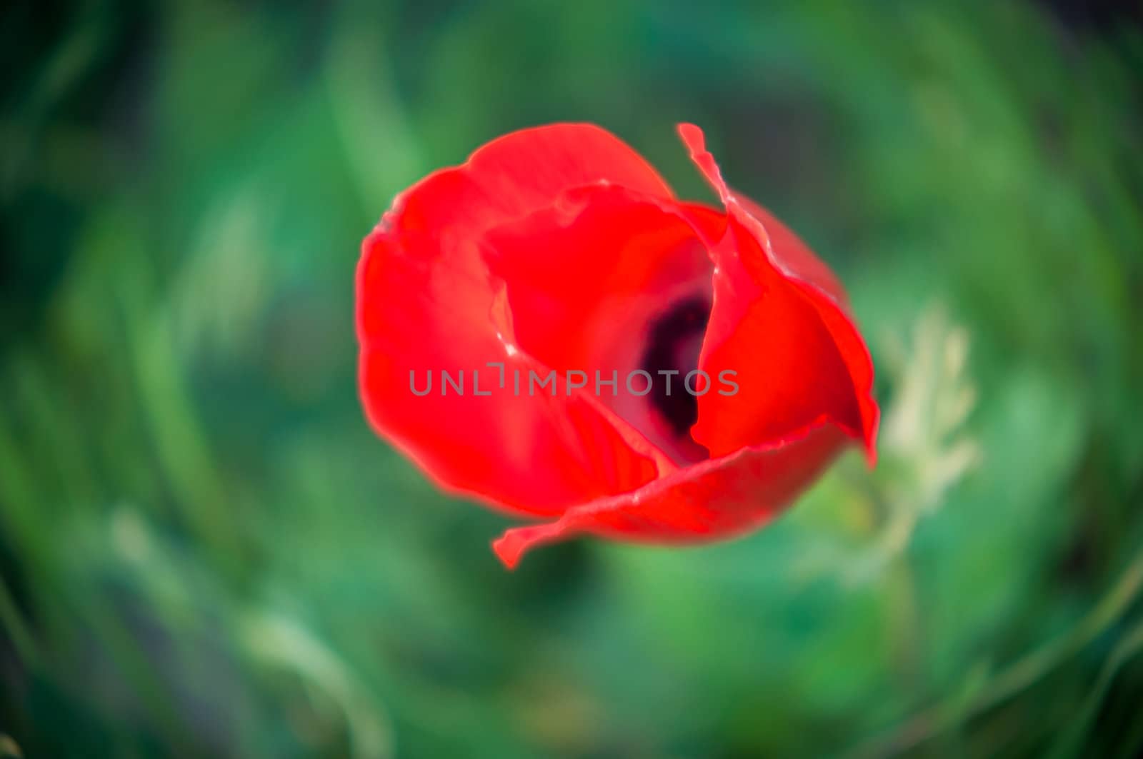 Red poppies growing in a green grass .
