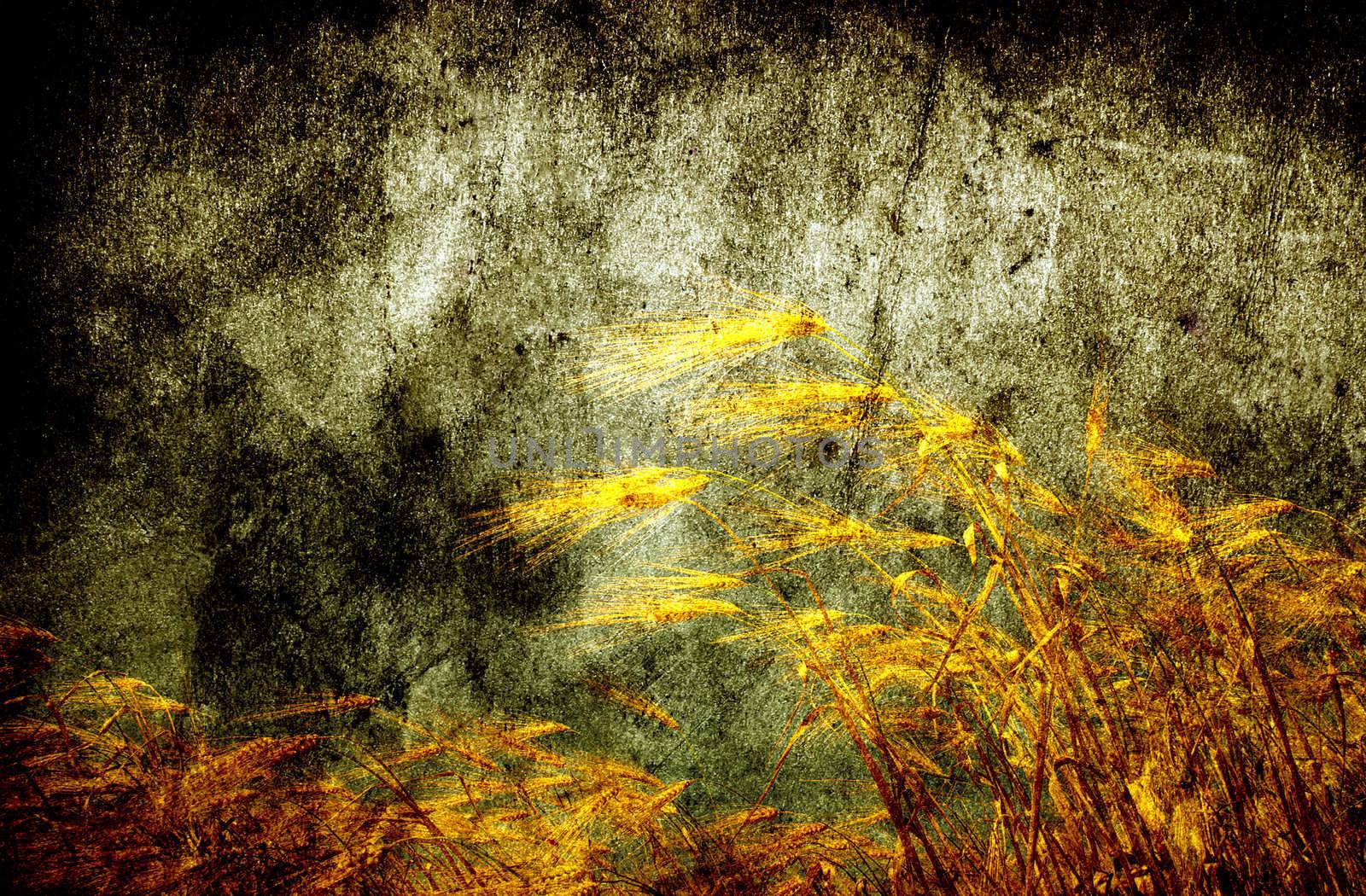 Grunge background with golden wheat in a farm field