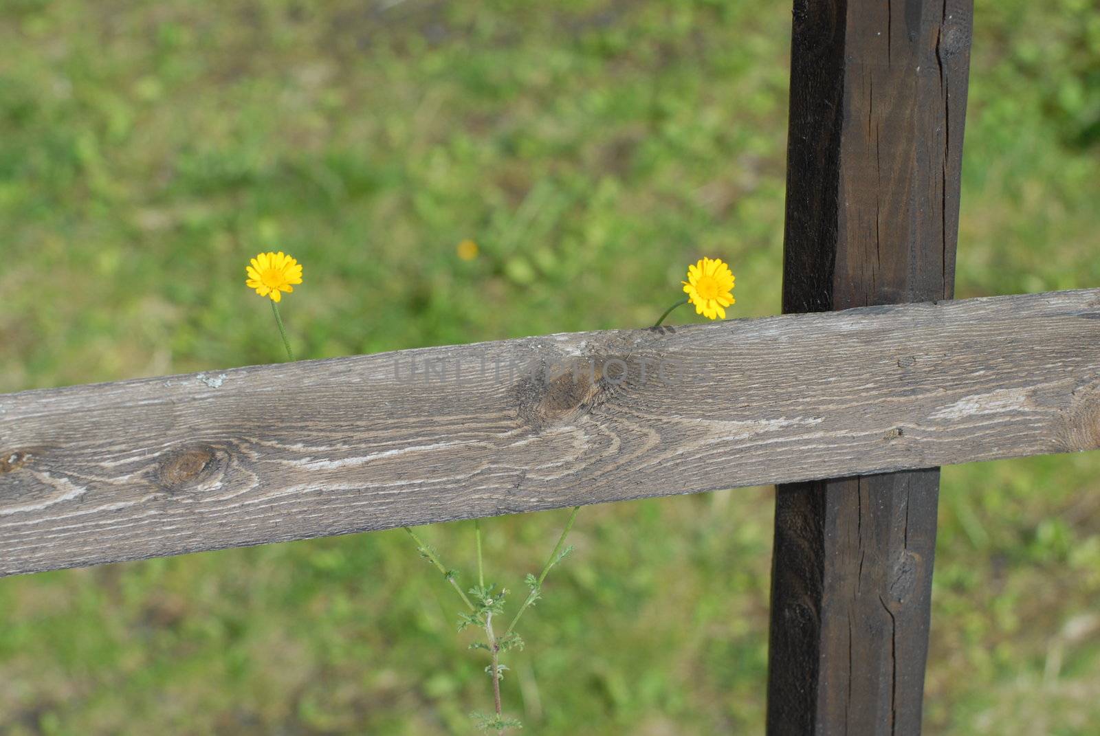 Yellow flowers behind a fence