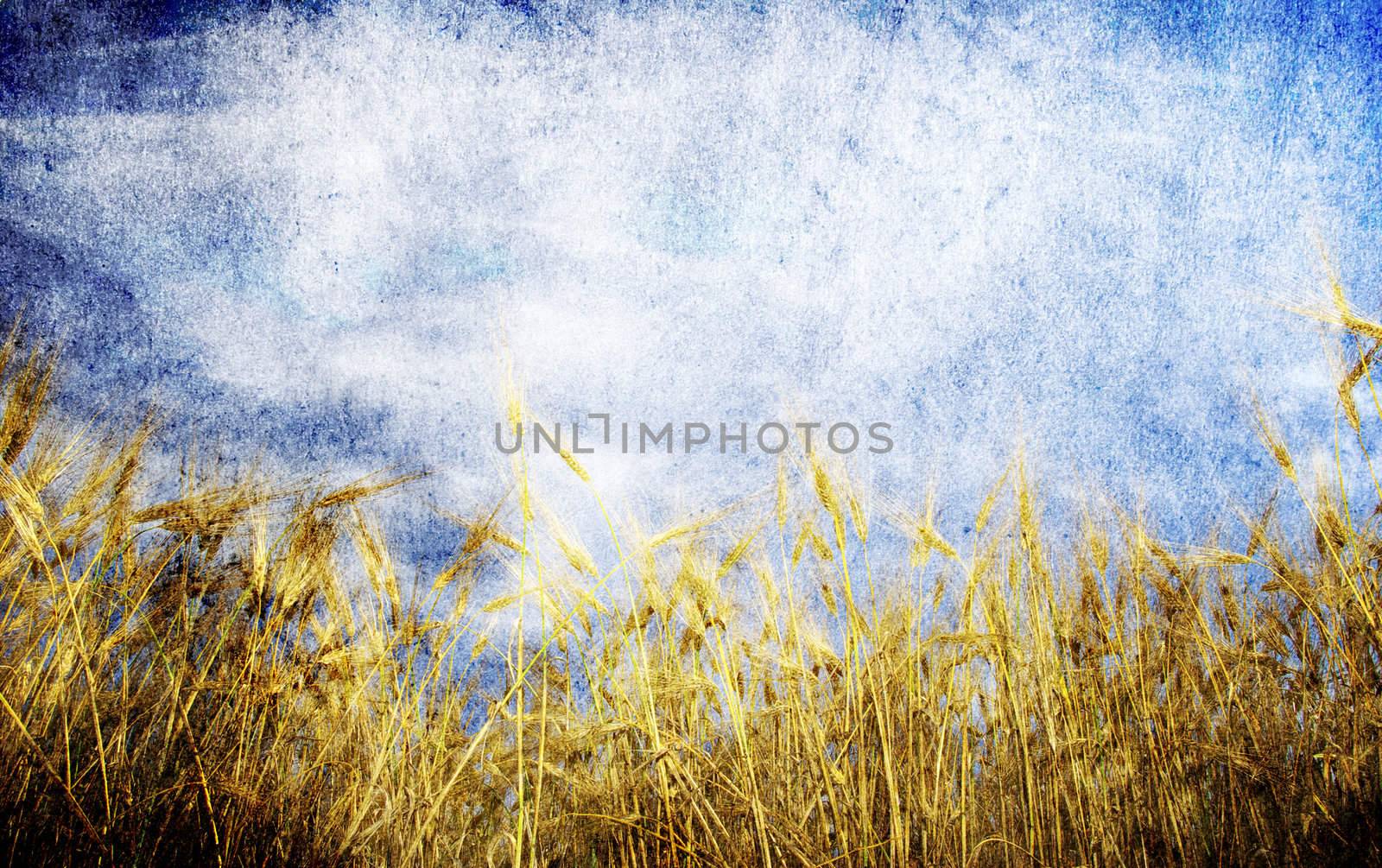 Grunge background with golden wheat in a farm field
