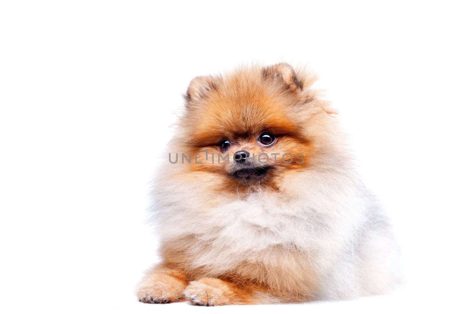 Zverg Spitz, Pomeranian puppy, eight months old