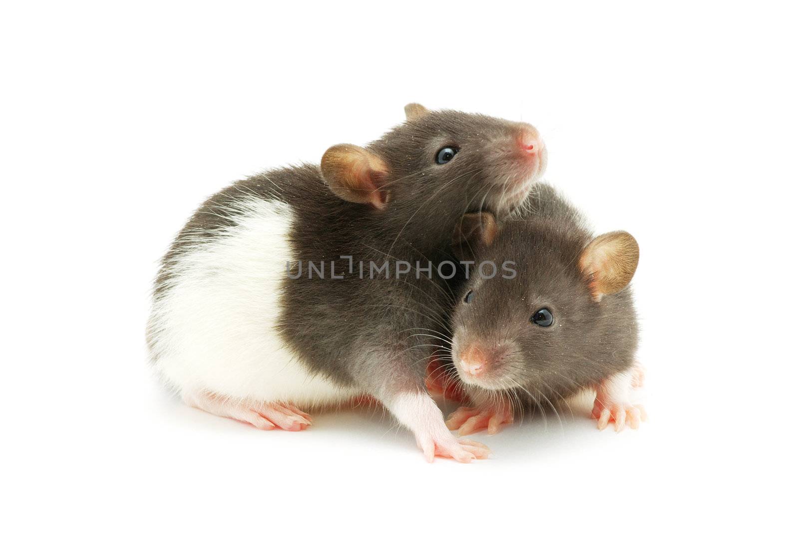 rat  isolated on white background
