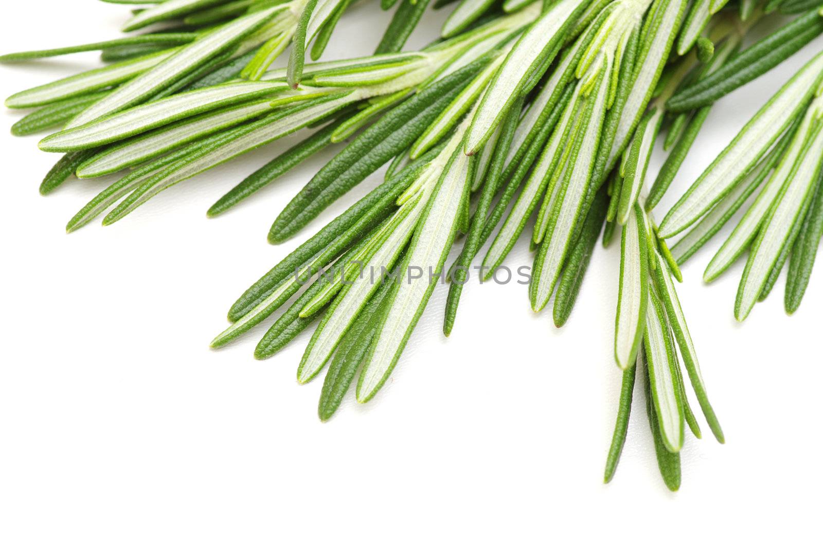 fresh rosemary isolated on white