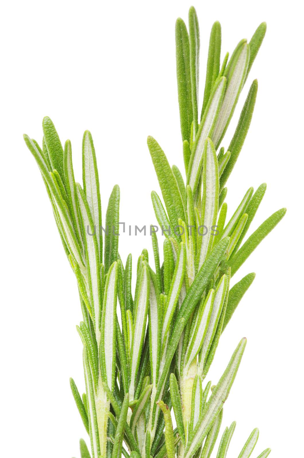 fresh rosemary isolated on white