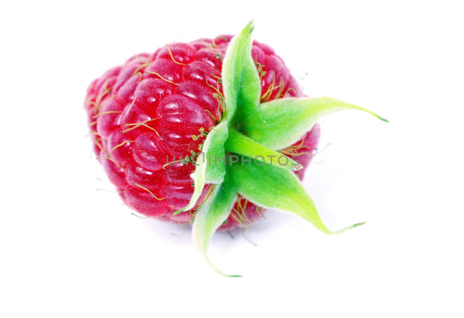 fresh raspberry closeup isolated on white background